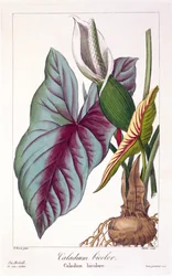 Caladium bicolor, 1836